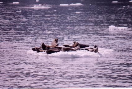 Seals at Harvard Glacier